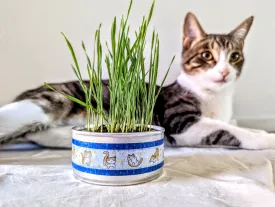 Organic Cat Grass Growing Kit | Healthy Treat | Pet Grass | Organic Wheatgrass - Blue Celestial Design