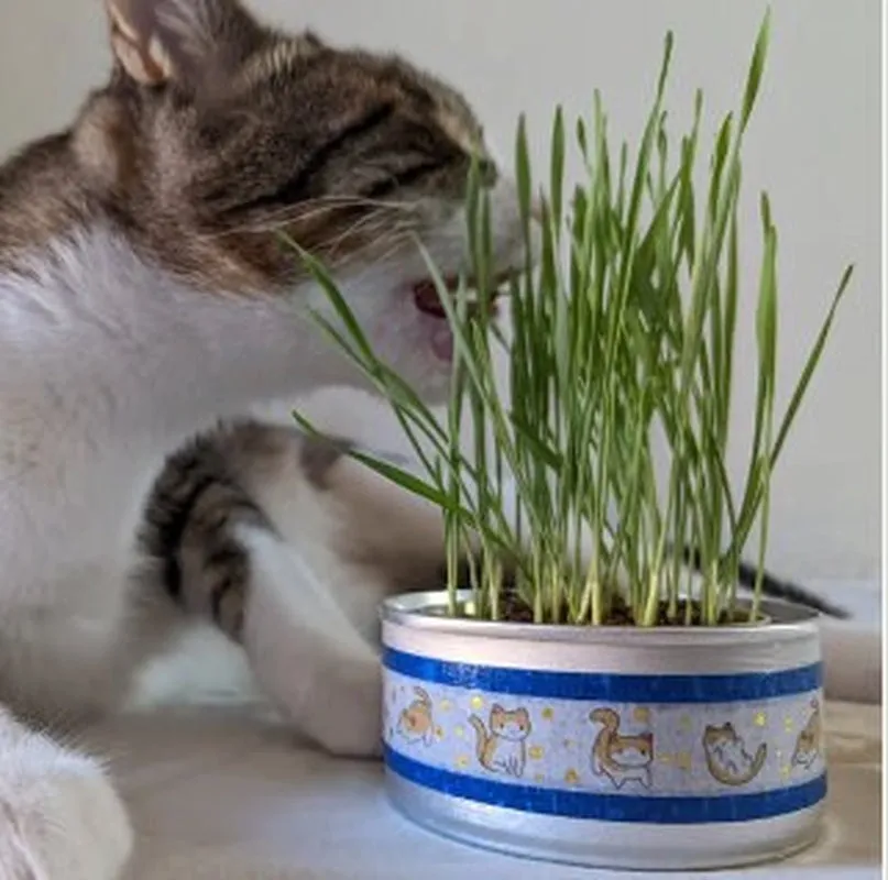 Organic Cat Grass Growing Kit | Healthy Treat | Pet Grass | Organic Wheatgrass - Blue Celestial Design