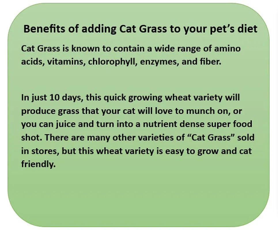 Organic Cat Grass Growing Kit | Healthy Treat | Pet Grass | Organic Wheatgrass - Blue Celestial Design