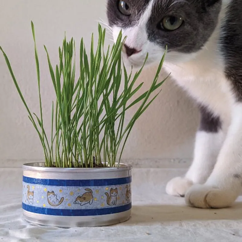 Organic Cat Grass Growing Kit | Healthy Treat | Pet Grass | Organic Wheatgrass - Blue Celestial Design