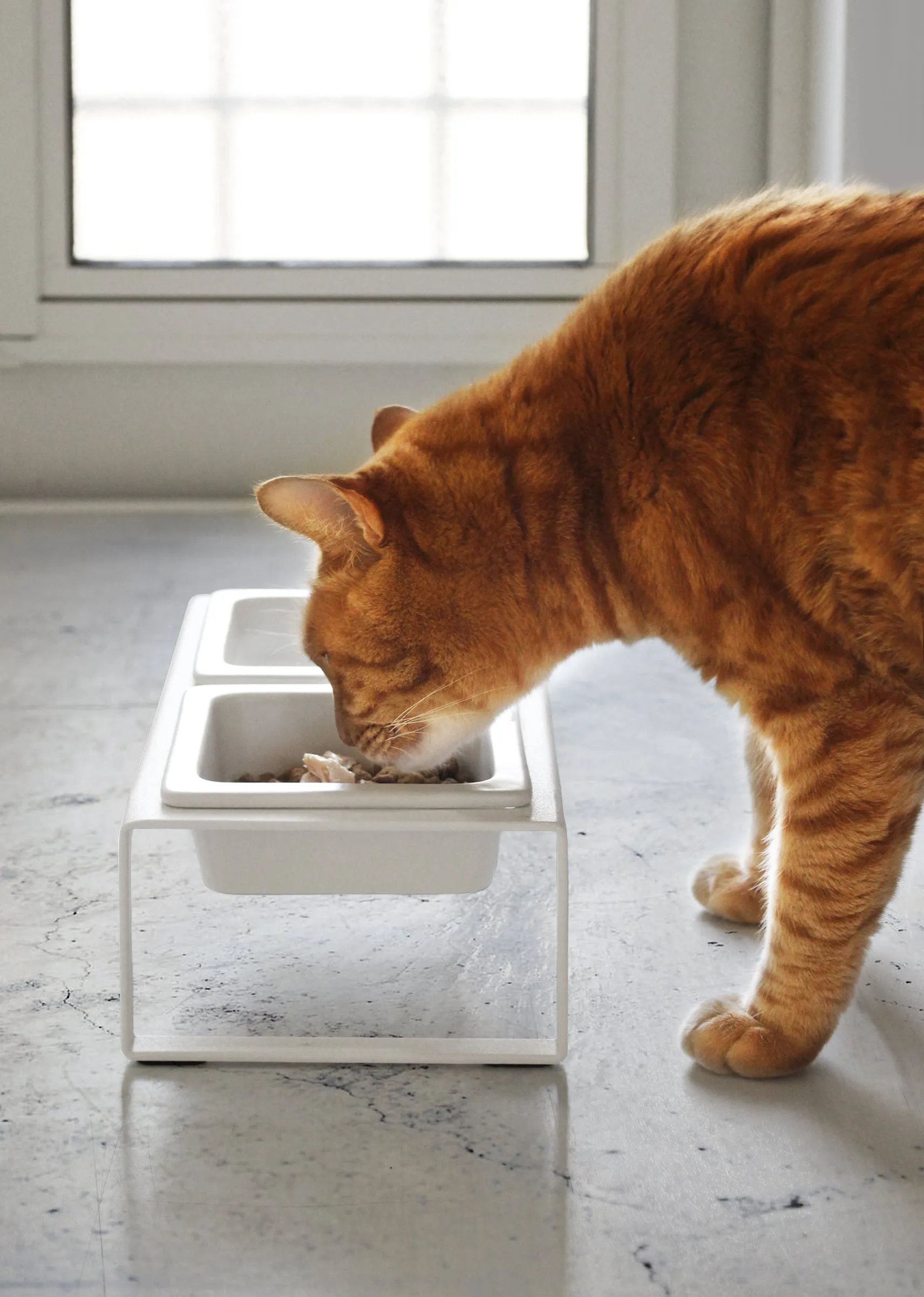 Pet Food Bowls with Stand