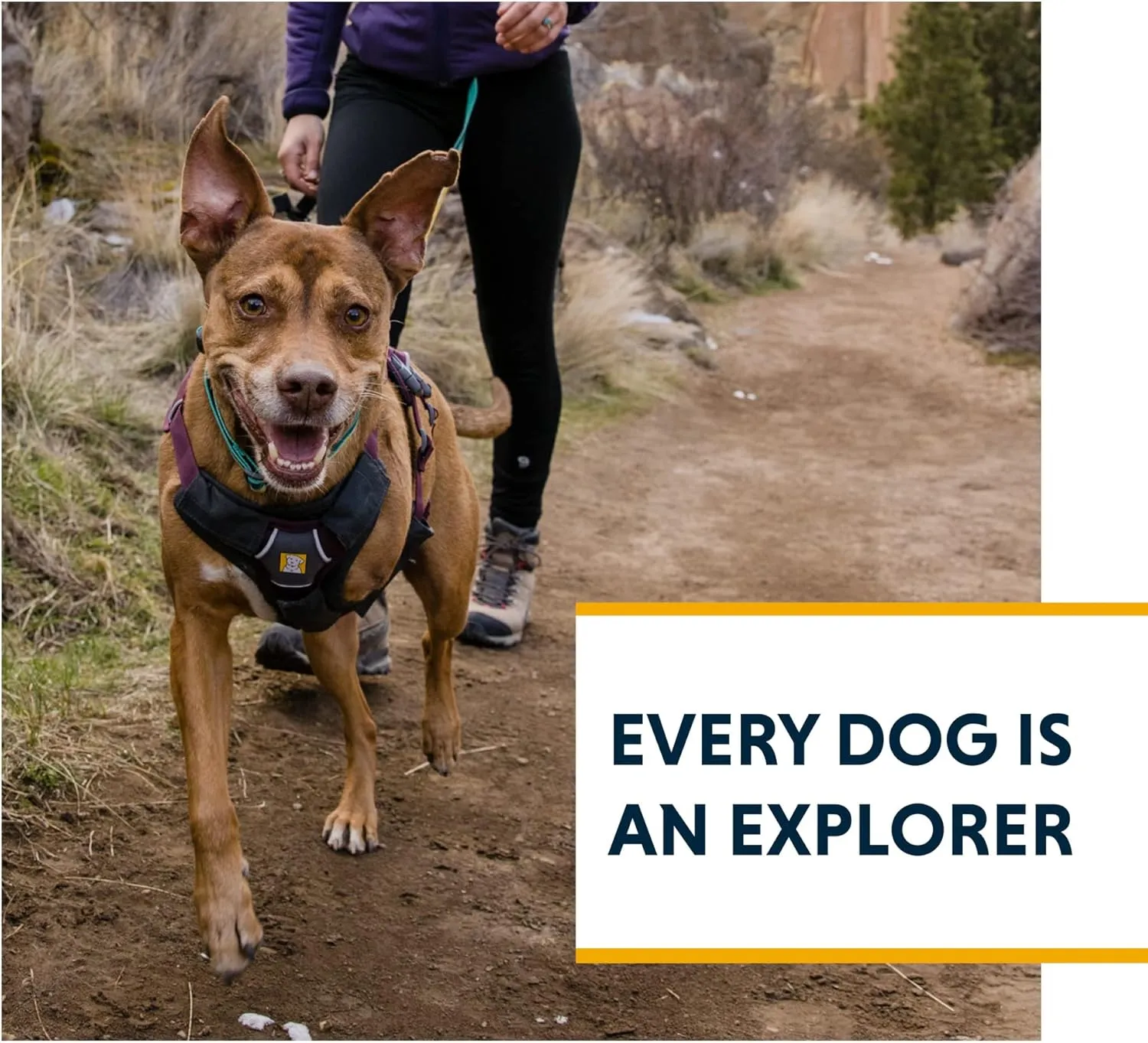 Ruffwear, Web Master, Multi-Use Support Dog Harness, Hiking and Trail Running, Service and Working, Everyday Wear, Purple Rain, X-Small